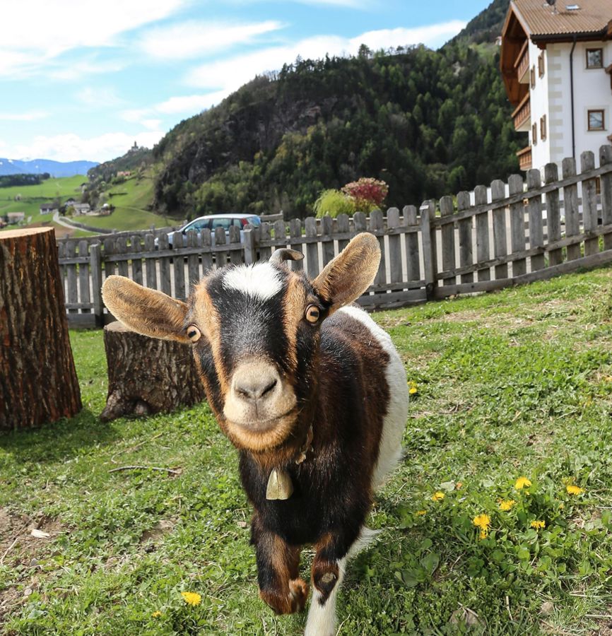 -2021-07-12-2015-01-shooting-tiere-2500px-33-komprimiert