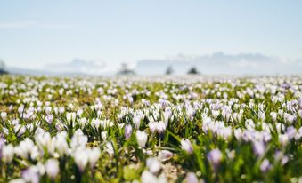 Der Frühling ist da