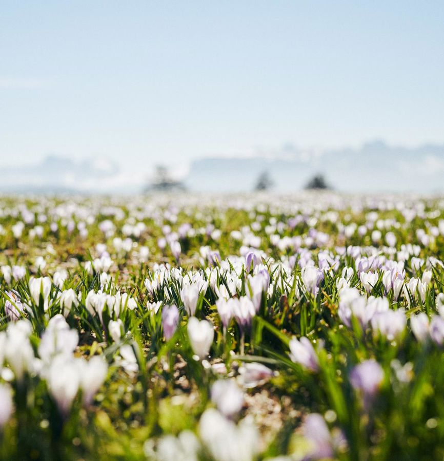 krokus-sideshots-0765